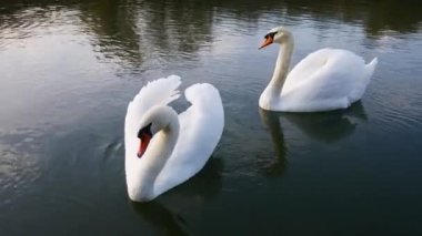 Suda iki beyaz kuğu..