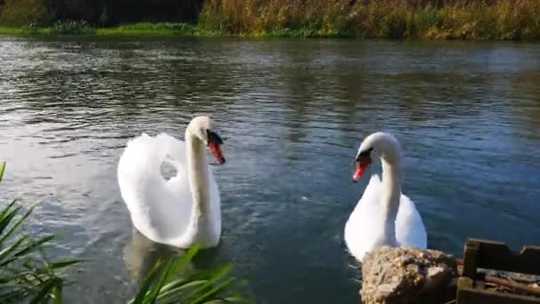 Dois Cisnes Brancos São Alimentados Por Pessoas — Vídeo de Stock