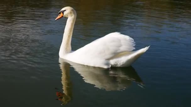 Biały Łabędź Jego Odbicie Pływające Rzece — Wideo stockowe