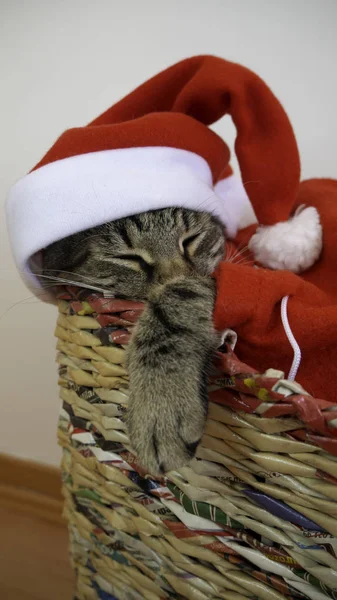 Vánoční Kočka Spí Košíku — Stock fotografie