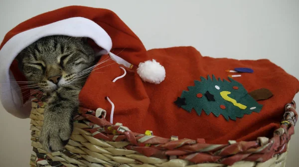 Çizgili Erkek Kedi Noel Hediyesi Olarak — Stok fotoğraf