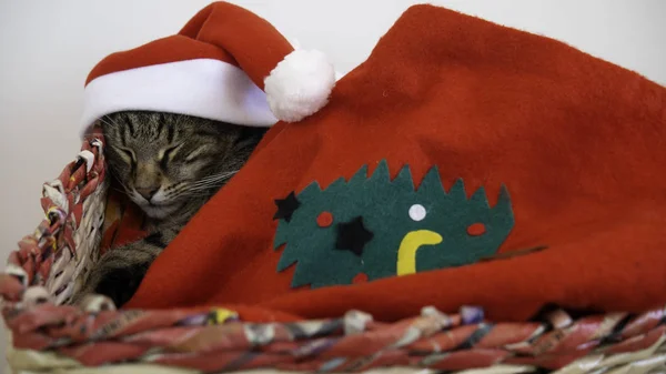 Katze Für Frohe Weihnachten Und Ein Gutes Neues Jahr — Stockfoto