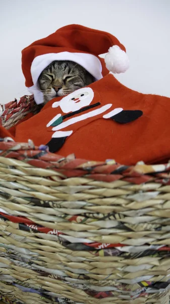 Ospalý Dospělý Tabby Kočka Leží Košíku Červeným Kloboukem Santa Claus — Stock fotografie