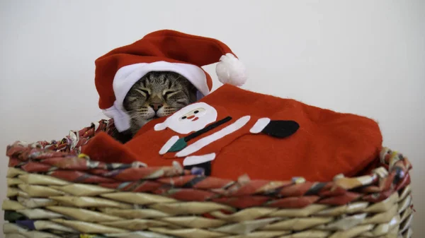 Unavená Kočka Usnula Své Posteli Před Půlnocí Silvestra — Stock fotografie