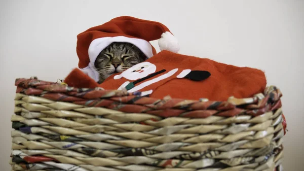 Gato Durmiendo Una Canasta Nochevieja — Foto de Stock