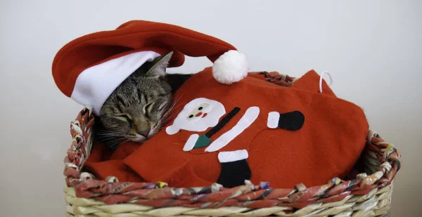 Ospalý Dospělý Tabby Kočka Leží Košíku Červeným Kloboukem Santa Claus — Stock fotografie
