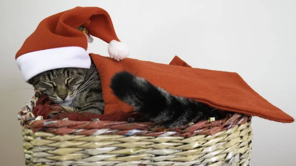Kočka Spí Košíku Červeným Kloboukem Santa Claus Hlavě Během Vánočních — Stock fotografie