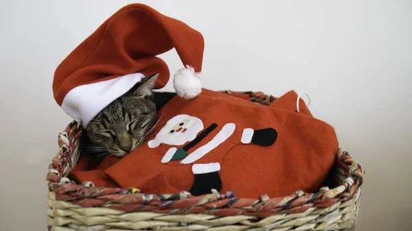 Spící Kočka Santa Clausem Přikrývkou — Stock fotografie