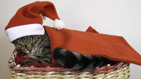 Katze Schläft Einem Korb Als Weihnachtsmann Mit Rotem Hut Gekleidet — Stockfoto