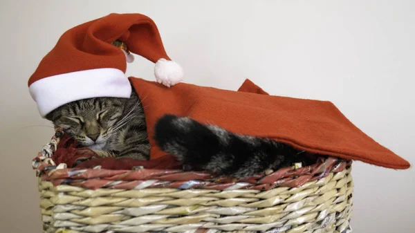 Kočka Spí Košíku Červeným Kloboukem Santa Claus Zastrčený Červené Přikrývce — Stock fotografie