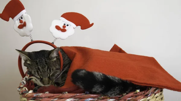 Gato Tom Cansado Está Durmiendo Una Canasta Durante Las Vacaciones — Foto de Stock