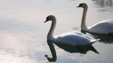 Akşamın erken saatlerinde iki kuğu suda yüzer.