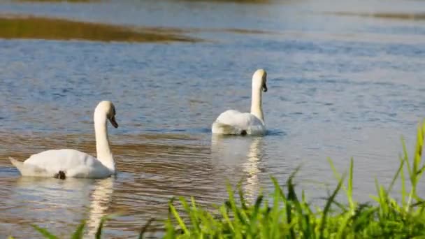 Kilka Białych Pływaków Powierzchni Rzeki Obok Zielonych Roślin Wodnych — Wideo stockowe