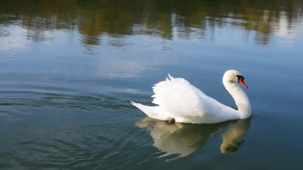 Two Swans Water One Goes Out Other Enters Frame — ストック動画