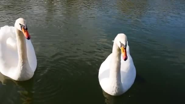 天鹅是由人喂大的 水里有两只白天鹅在吃东西 — 图库视频影像