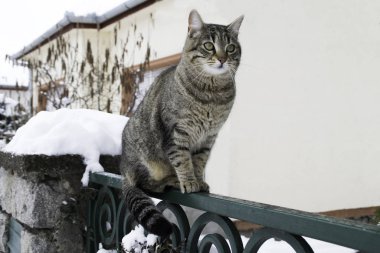Karlı kış boyunca çitin üzerindeki çizgili kedi.