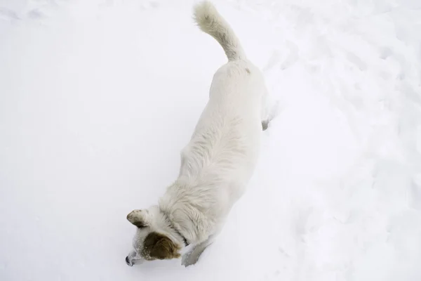White dog sniffing through the snow - view form above.