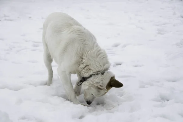 白い犬は雪の匂いがする — ストック写真
