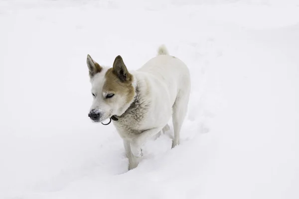 White dog walking through the deep snow.