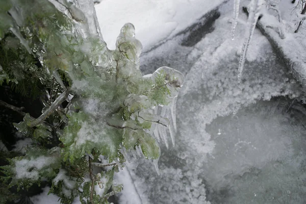 Větev Stromu Ikonkami Uzavření Ledu Stromě — Stock fotografie