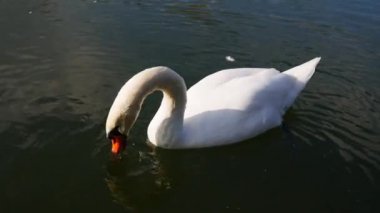  İnsanlar iki kuğuyu besler..
