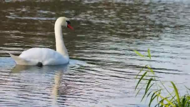 Cygne nager à la surface d'une rivière à côté de plantes d'eau verte .