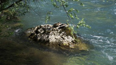 Bosna-Hersek 'in Blagaj kentindeki Buna nehrindeki bir kayanın üzerindeki iki ördek..
