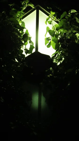 Zielone Vintage Lampy Uliczne Nocy Pokryte Creeper — Zdjęcie stockowe