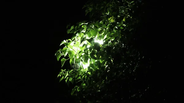 暗闇の中で緑のクリーパーに囲まれた光 負の空間テキスト 広告のコピースペースエリア — ストック写真