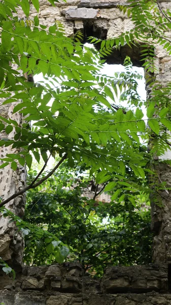 Finestra Vecchi Edifici Fatiscenti Ricoperti Verde — Foto Stock