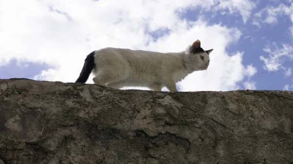 Černá Bílá Kočka Betonovém Plotě Modrá Obloha Bílými Mraky Pozadí — Stock fotografie