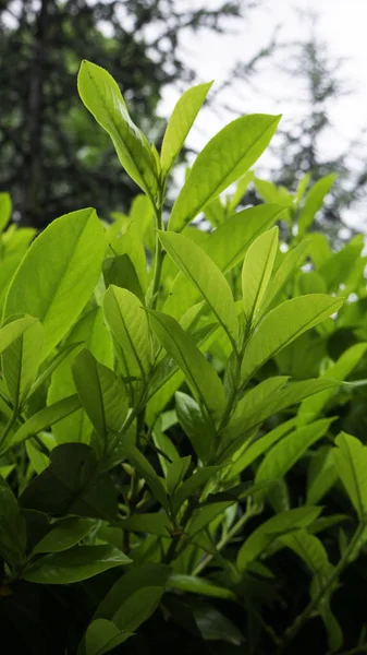 Fresh Green Buxus Leaves Garden Close Green Hedge Green Bush — Stock Photo, Image