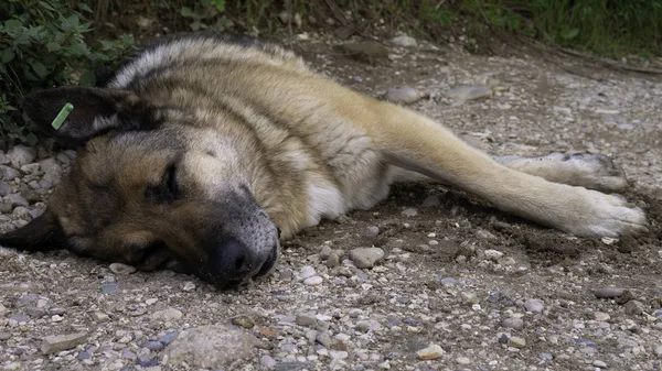 The city dog sleeps in the dirt.