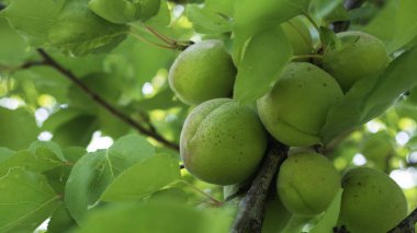 bir ağaç dalı üzerinde yeşil olgunlaşmamış kayısı.