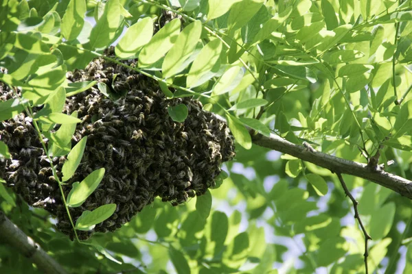 Des Abeilles Grouillantes Formation Une Nouvelle Colonie Famille Abeilles Sur — Photo