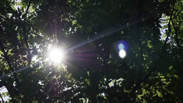 Güneş Ilkbaharın Başlarında Akasya Ağacının Yeşil Bir Dalını Delip Geçiyor — Stok fotoğraf