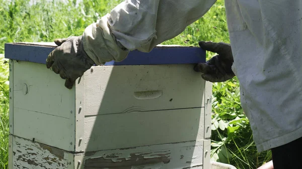 Apiculteur Ajuste Couvercle Ruche Pour Que Les Nouvelles Abeilles Puissent — Photo