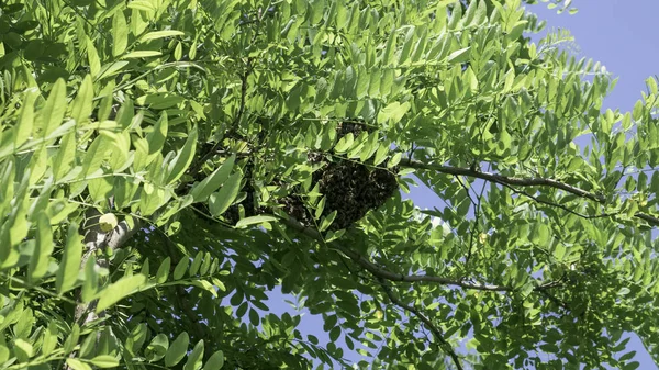 Swarming bees. Formation of a new colony (family) bees on a branch of a Black locust tree. Swarm of honey bees.