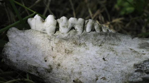 Close up view of animal teeth in a skeletal jawbone. Wear patterns on molar teeth visible.