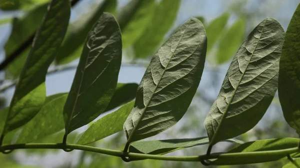 Green Leaves Acacia Spring — Stock Photo, Image