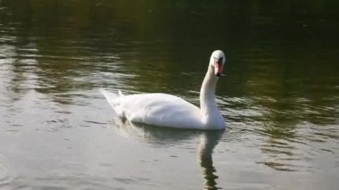 Su üzerinde yüzen iki Kuğu.