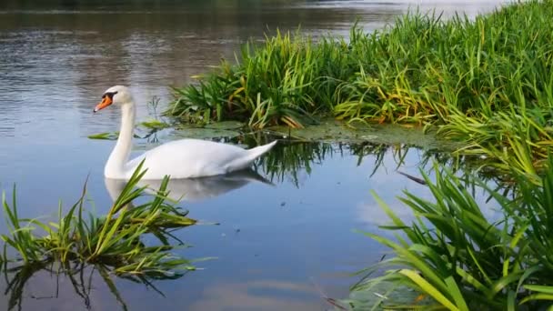 Nadar Blanco Superficie Río Junto Plantas Agua Verde — Vídeos de Stock