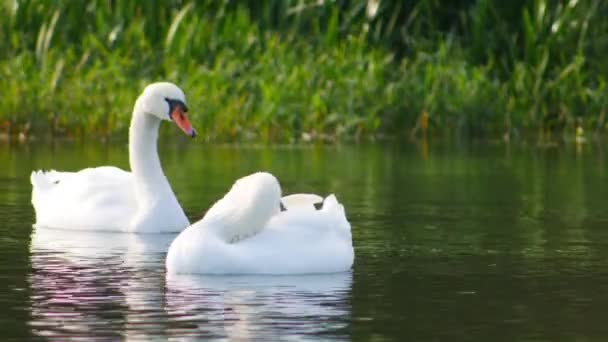 Dois Cisnes Brancos Flutuam Lago Limpando Cercado Por Grama Verde — Vídeo de Stock