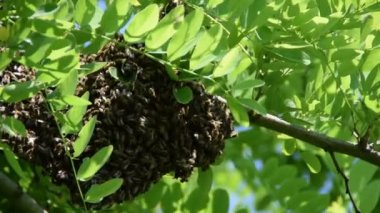 Siyah çekirge ağacının bir dalı üzerinde yeni bir koloni (aile) arıoluşumu. Bal arısı sürüsü.