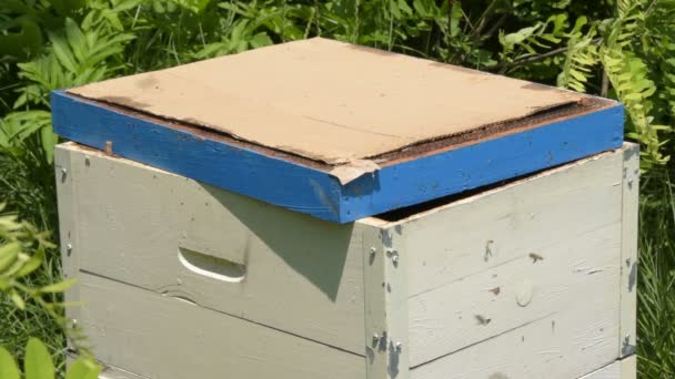 Pszczoły Ich Uli Otoczone Zielenią — Wideo stockowe