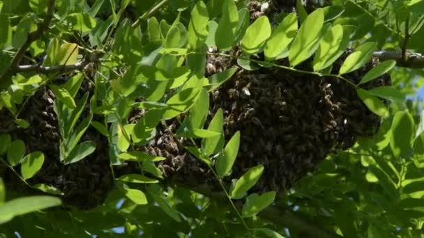 Bienenschwarm Bildung Eines Neuen Bienenvolks Familie Auf Einem Zweig Einer — Stockvideo