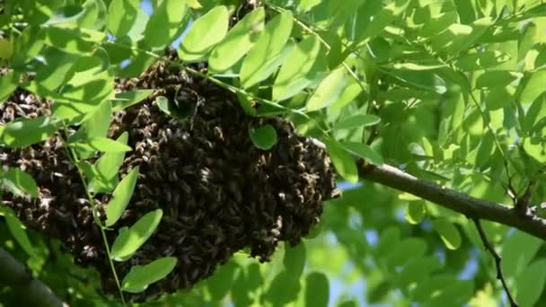 Bildung Eines Neuen Bienenvolks Familie Auf Einem Zweig Einer Robinie — Stockvideo