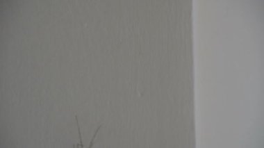 Uzun Bacaklar Spider - Mahzen Spider - Beyaz Duvar üzerinde Dady Uzun Bacaklar Spider (Pholcidae)