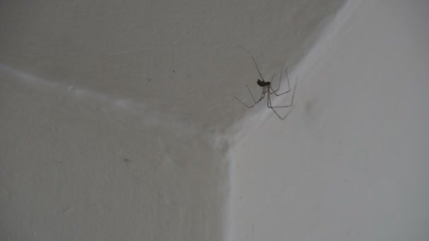 Dady Μακριά Πόδια Αράχνη Πχολσιδών Στο Λευκό Τοίχο — Αρχείο Βίντεο