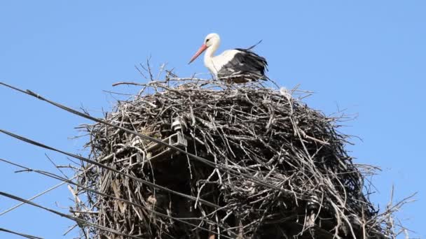 Eén Volwassen Ooievaar Hoge Nest Close Bovenop Elektrische Pilaar Blauwe — Stockvideo